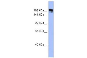 WB Suggested Anti-SYNJ1 Antibody Titration:  0. (Synaptojanin 1 抗体  (Middle Region))