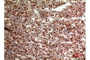 Immunohistochemistry (IHC) analysis of paraffin-embedded Human Stomach, antibody was diluted at 1:100. (TERT 抗体  (Internal Region))