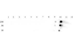 STAT5A/B phospho Ser726/Ser731 pAb tested by dot blot analysis. (STAT5 A/B 抗体  (pSer726, pSer731, Ser731))