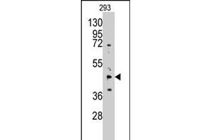 Western blot analysis of AHCY polyclonal antibody  in 293 cell line lysates (35 ug/lane). (AHCY 抗体  (N-Term))