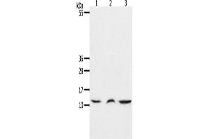 Western Blotting (WB) image for anti-Chemokine (C-C Motif) Ligand 17 (CCL17) antibody (ABIN2425651) (CCL17 抗体)