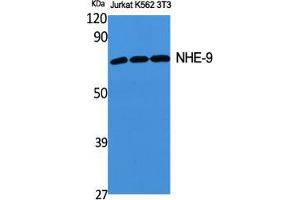 Western Blot (WB) analysis of specific cells using NHE-9 Polyclonal Antibody. (SLC9A9 抗体  (Internal Region))