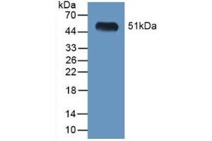 Detection of Recombinant LGMN, Mouse using Polyclonal Antibody to Legumain (LGMN) (LGMN 抗体  (AA 18-435))