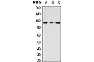 Western blot analysis of AKAP3 expression in Raw264.