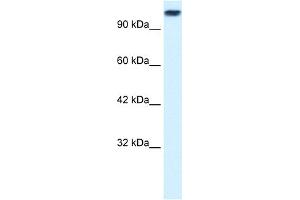 WB Suggested Anti-KIF3C Antibody Titration:  0. (KIF3C 抗体  (Middle Region))
