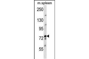 Western blot analysis in mouse spleen tissue lysates (35ug/lane). (NUFIP2 抗体  (AA 297-325))