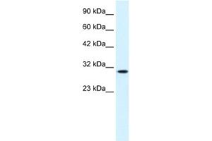 WB Suggested Anti-CDC2 Antibody Titration:  0. (CDK1 抗体  (C-Term))