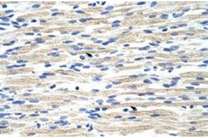 Immunohistochemical staining (Formalin-fixed paraffin-embedded sections) of human muscle with CBX6 polyclonal antibody  at 4-8 ug/mL working concentration. (CBX6 抗体  (N-Term))