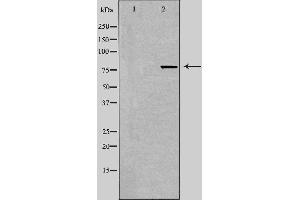 Western blot analysis of extracts from 293 cells using TACC3 antibody. (TACC3 抗体  (C-Term))
