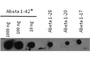 beta(1-42) consists of both monomeric and partly aggregated mtrl (Abeta 1-42 抗体)