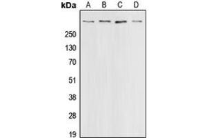 Western blot analysis of CBP expression in HeLa (A), A431 (B), HT29 (C), A549 (D) whole cell lysates. (CBP 抗体  (C-Term))