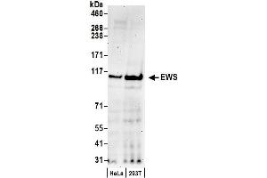Western Blotting (WB) image for anti-Ewing Sarcoma Breakpoint Region 1 (EWSR1) (AA 1-50) antibody (ABIN7452863)