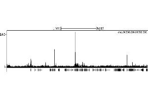 ChIP DNA-Sequencing (ChIP-seq) image for anti-Chromobox Homolog 8 (CBX8) (C-Term) antibody (ABIN7453307) (CBX8 抗体  (C-Term))