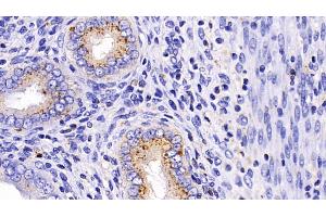 Immunohistochemistry (IHC) image for anti-Prosaposin (PSAP) (AA 17-524) antibody (ABIN7435130)