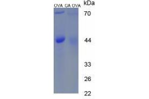 Image no. 1 for Gibberellic Acid (GA) protein (Ovalbumin) (ABIN1880286) (Gibberellic Acid Protein (GA) (Ovalbumin))
