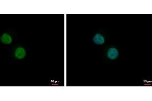 ICC/IF Image PLRG1 antibody [C3], C-term detects PLRG1 protein at nucleus by immunofluorescent analysis. (PLRG1 抗体  (C-Term))