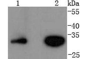 Lane 1: Jurkat, Lane 2: Hela lysates probed with Cyclin D3 (4A8) Monoclonal Antibody  at 1:1000 overnight at 4˚C. (Cyclin D3 抗体)