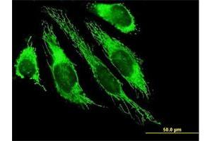 Immunofluorescence of purified MaxPab antibody to PDHB on HeLa cell. (PDHB 抗体  (AA 1-359))