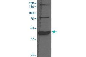 Western Blot analysis of rat liver tissue lysate with BHMT polyclonal antibody  at 1:1000 dilution. (BHMT 抗体  (N-Term))