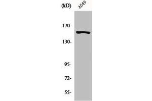 Western Blot analysis of A549 cells using GPR116 Polyclonal Antibody (G Protein-Coupled Receptor 116 抗体  (N-Term))