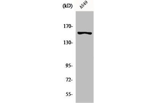 G Protein-Coupled Receptor 116 Antikörper  (N-Term)