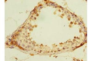 Immunohistochemistry of paraffin-embedded human testis tissue using ABIN7168420 at dilution of 1:100 (ROPN1L 抗体  (AA 1-230))