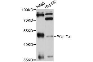 Western blot analysis of extracts of H460 and HepG2 cells, using WDFY2 antibody. (WDFY2 抗体)