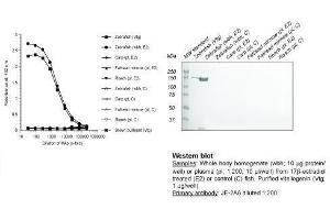 Image no. 1 for anti-Vitellogenin (VTG) antibody (ABIN123821) (Vitellogenin 抗体)