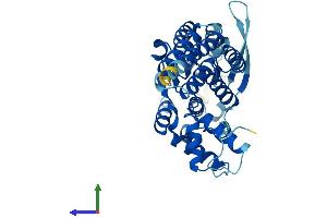 Protein Structure (PS) image for Replication Factor C (Activator 1) 3, 38kDa (RFC3) (AA 1-356) protein (His tag) (ABIN7559721)