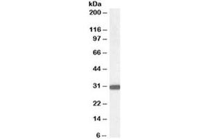 Western blot testing of human kidney lysate with NQO1 antibody at 0. (NQO1 抗体)