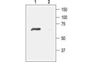 Western blot analysis of rat DRG lysates: - 1. (ACCN4 抗体  (Intracellular, N-Term))