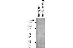 Western blot showing Serpina3g monoclonal antibody, clone MoFo29. (serine (Or Cysteine) Peptidase Inhibitor, Clade A, Member 3G (Serpina3g) (AA 406-426) 抗体)