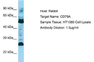 Host: Rabbit Target Name: CD79A Sample Type: HT1080 Whole Cell lysates Antibody Dilution: 1. (CD79a 抗体  (C-Term))