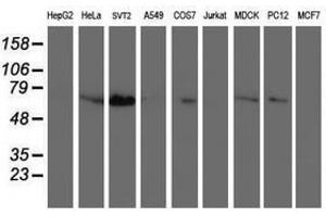 Image no. 1 for anti-Schwannomin Interacting Protein 1 (SCHIP1) antibody (ABIN1500823) (SCHIP1 抗体)