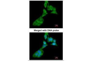 ICC/IF Image Immunofluorescence analysis of paraformaldehyde-fixed A549, using MMP3, antibody at 1:200 dilution. (MMP3 抗体  (N-Term))