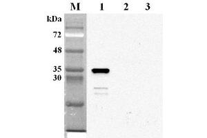 Western blot analysis using anti-NMNAT2 (human), mAb (Nady-1)  at 1:2'000 dilution. (NMNAT2 抗体)