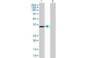 Western Blot analysis of S1PR3 expression in transfected 293T cell line by S1PR3 MaxPab polyclonal antibody. (S1PR3 抗体  (AA 1-378))