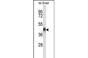 C5orf33 Antibody (Center) (ABIN657726 and ABIN2846712) western blot analysis in mouse liver tissue lysates (35 μg/lane). (NADK2 抗体  (AA 122-150))