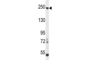 L1CAM antibody western blot analysis in mouse cerebellum tissue lysate. (L1CAM 抗体  (AA 1154-1182))