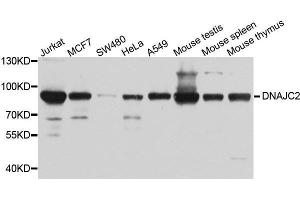 Western blot analysis of extracts of various cell lines, using DNAJC2 antibody. (DNAJC2 抗体  (AA 1-140))