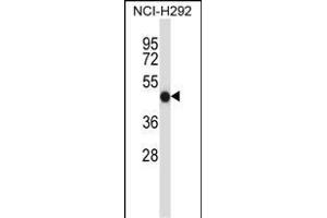 FCGR2A Antibody (C-term) (ABIN657646 and ABIN2846641) western blot analysis in NCI- cell line lysates (35 μg/lane). (FCGR2A 抗体  (C-Term))