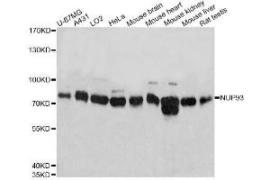 Western blot analysis of extracts of various cell lines, using NUP93 antibody. (NUP93 抗体  (AA 670-819))