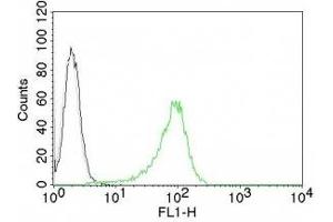 Image no. 1 for anti-Nuclear Antigen antibody (ABIN6190827) (Nuclear Antigen 抗体)