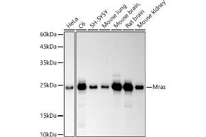 Western blot analysis of extracts of various cell lines, using Mras antibody (ABIN7268703) at 1:500 dilution. (MRAS 抗体)