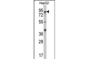 Western blot analysis of anti-K1 Antibody (C-term) (ABIN392338 and ABIN2841979) in HepG2 cell line lysates (35 μg/lane). (AAK1 抗体  (C-Term))