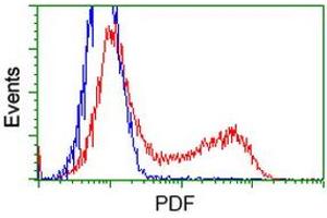 HEK293T cells transfected with either RC205788 overexpress plasmid (Red) or empty vector control plasmid (Blue) were immunostained by anti-PDF antibody (ABIN2454640), and then analyzed by flow cytometry. (GDF15 抗体)