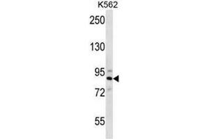 STRN4 Antibody (N-term) western blot analysis in K562 cell line lysates (35µg/lane).