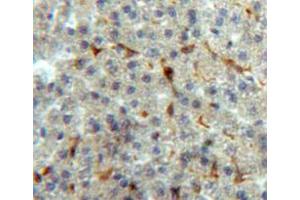 IHC-P analysis of liver tissue, with DAB staining. (Annexin V 抗体  (AA 1-319))