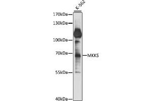 Western blot analysis of extracts of K-562 cells, using MKKS antibody (ABIN7268433) at 1:1000 dilution. (MKKS 抗体  (AA 221-570))