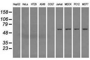 Image no. 1 for anti-Fumarate Hydratase (FH) antibody (ABIN1498267) (FH 抗体)